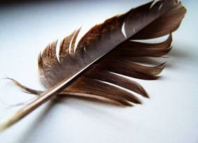 D:\brown_feather_by_purpl3s0ul.jpg